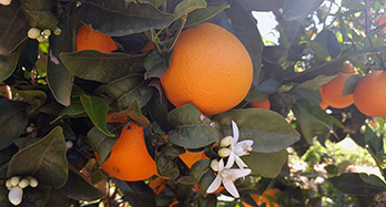 Oranges Navel Chislett 12Kg