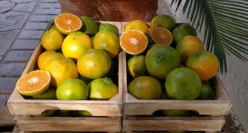 Mandarines ClemenPons 12 Kg