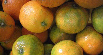 Mandarines Clemenrubi 12 Kg