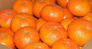 Mandarines Tardía 18 Kg