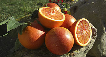 Oranges Sanguines 15Kg